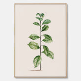 Kökstavla på canvas med Arabisk kaffeplanta Poster – Vintageaffisch med en botanisk illustration, köksposter, tavla till kök, poster till kök