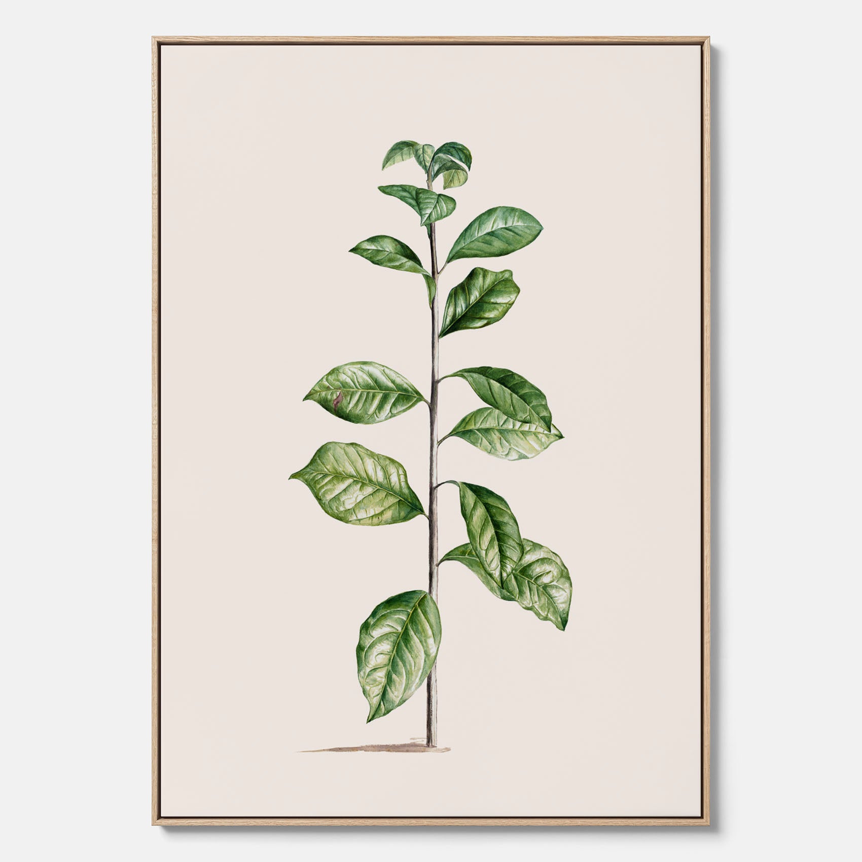 Kökstavla på canvas med Arabisk kaffeplanta Poster – Vintageaffisch med en botanisk illustration, köksposter, tavla till kök, poster till kök