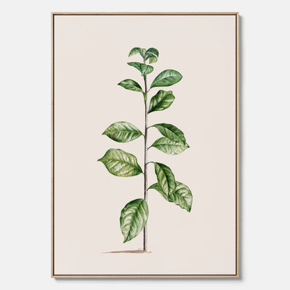 Kökstavla på canvas med Arabisk kaffeplanta Poster – Vintageaffisch med en botanisk illustration, köksposter, tavla till kök, poster till kök