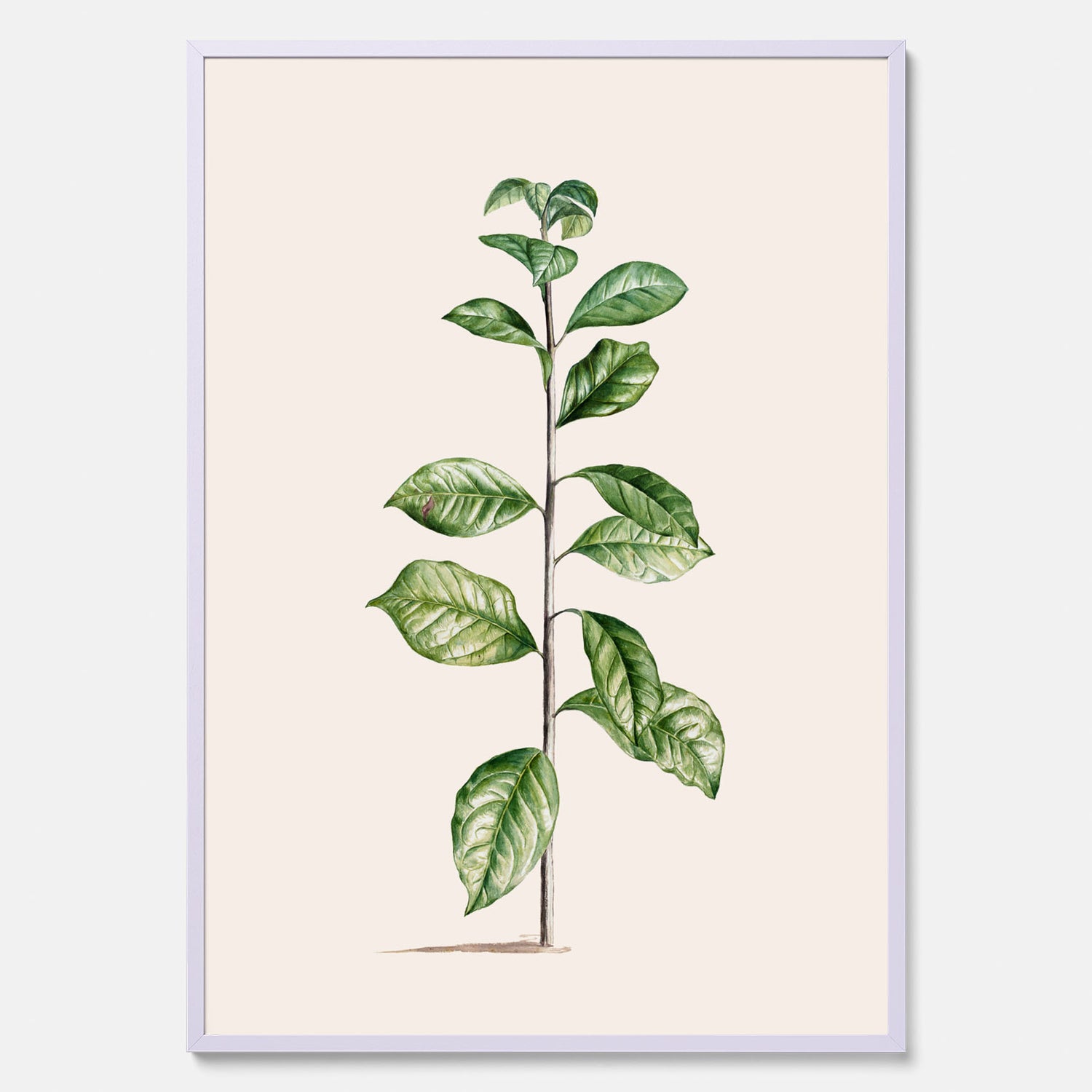 Kökstavla med Arabisk kaffeplanta Poster – Vintageaffisch med en botanisk illustration, köksposter, tavla till kök, poster till kök
