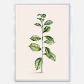 Kökstavla med Arabisk kaffeplanta Poster – Vintageaffisch med en botanisk illustration, köksposter, tavla till kök, poster till kök