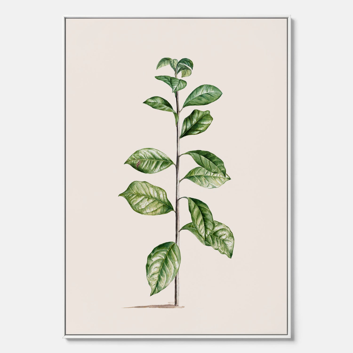 Kökstavla på canvas med Arabisk kaffeplanta Poster – Vintageaffisch med en botanisk illustration, köksposter, tavla till kök, poster till kök