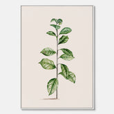 Kökstavla på canvas med Arabisk kaffeplanta Poster – Vintageaffisch med en botanisk illustration, köksposter, tavla till kök, poster till kök