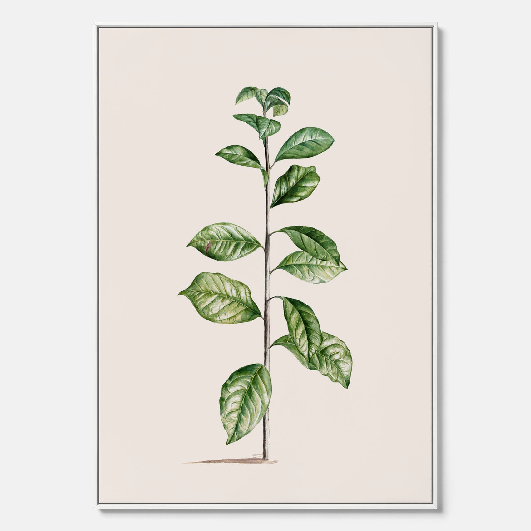 Kökstavla på canvas med Arabisk kaffeplanta Poster – Vintageaffisch med en botanisk illustration, köksposter, tavla till kök, poster till kök