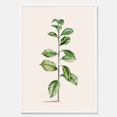 Kökstavla med Arabisk kaffeplanta Poster – Vintageaffisch med en botanisk illustration, köksposter, tavla till kök, poster till kök