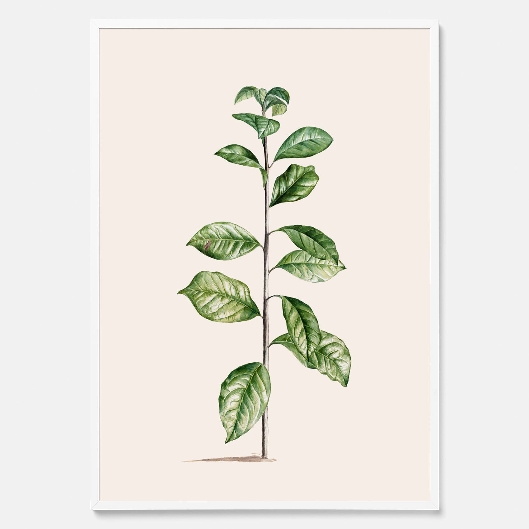 Kökstavla med Arabisk kaffeplanta Poster – Vintageaffisch med en botanisk illustration, köksposter, tavla till kök, poster till kök