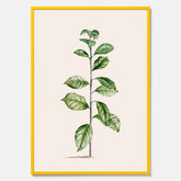 Kökstavla med Arabisk kaffeplanta Poster – Vintageaffisch med en botanisk illustration, köksposter, tavla till kök, poster till kök