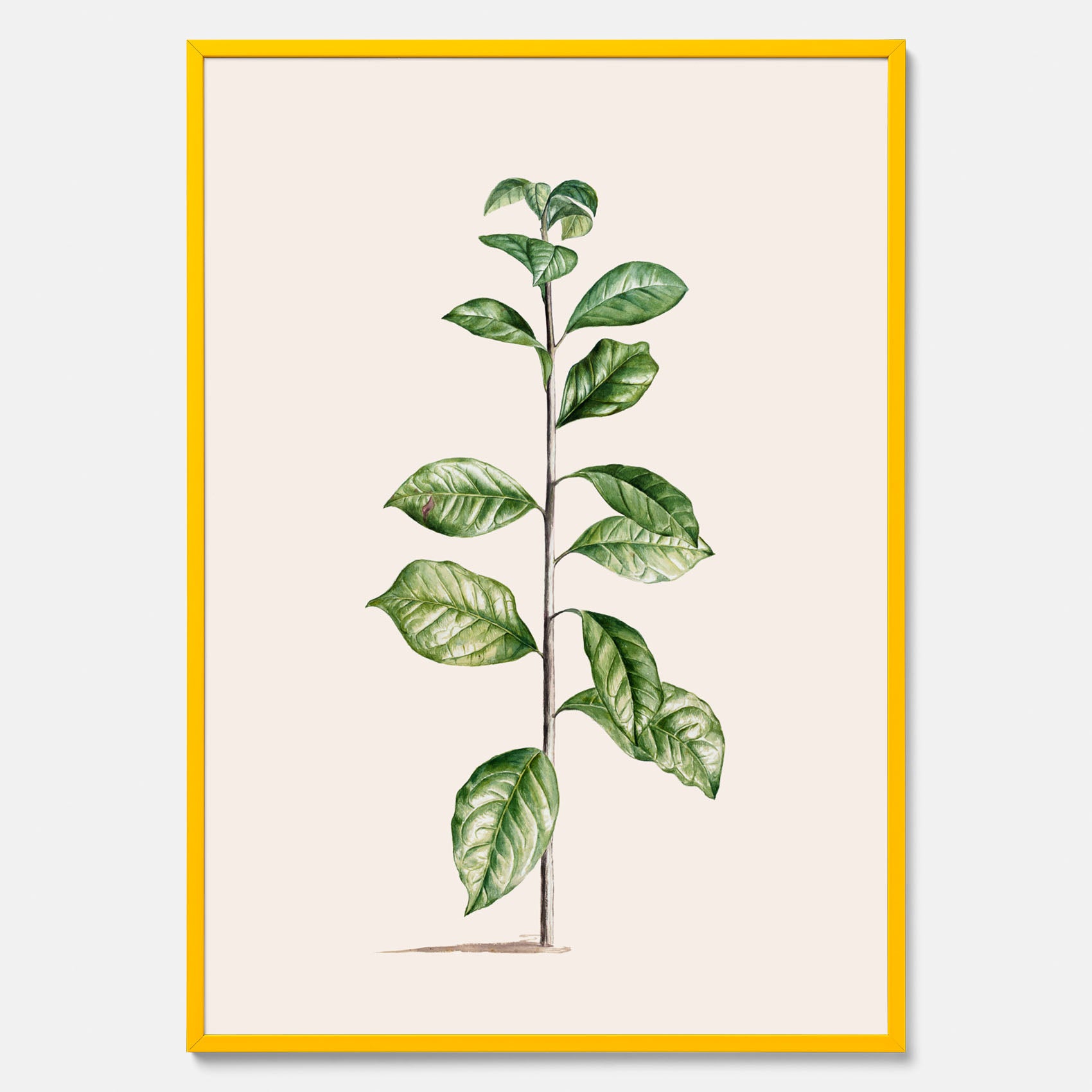 Kökstavla med Arabisk kaffeplanta Poster – Vintageaffisch med en botanisk illustration, köksposter, tavla till kök, poster till kök