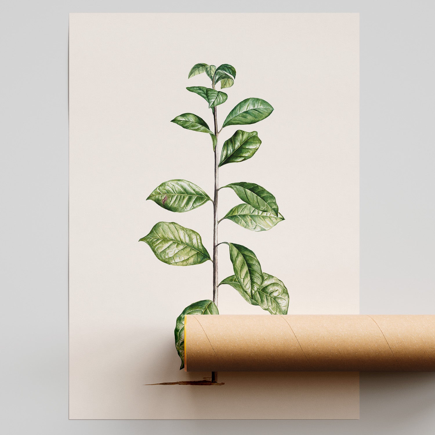 Kökstavla med Arabisk kaffeplanta Poster – Vintageaffisch med en botanisk illustration, köksposter, tavla till kök, poster till kök