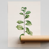 Kökstavla med Arabisk kaffeplanta Poster – Vintageaffisch med en botanisk illustration, köksposter, tavla till kök, poster till kök