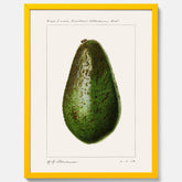 Kökstavla med en Avokado Plansch – Posters till köket, vintageaffisch med illustration av en frukt, köksposter, tavla till kök