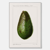 Kökstavla med en Avokado canvas – Posters till köket, vintageaffisch med illustration av en frukt, köksposter, tavla till kök