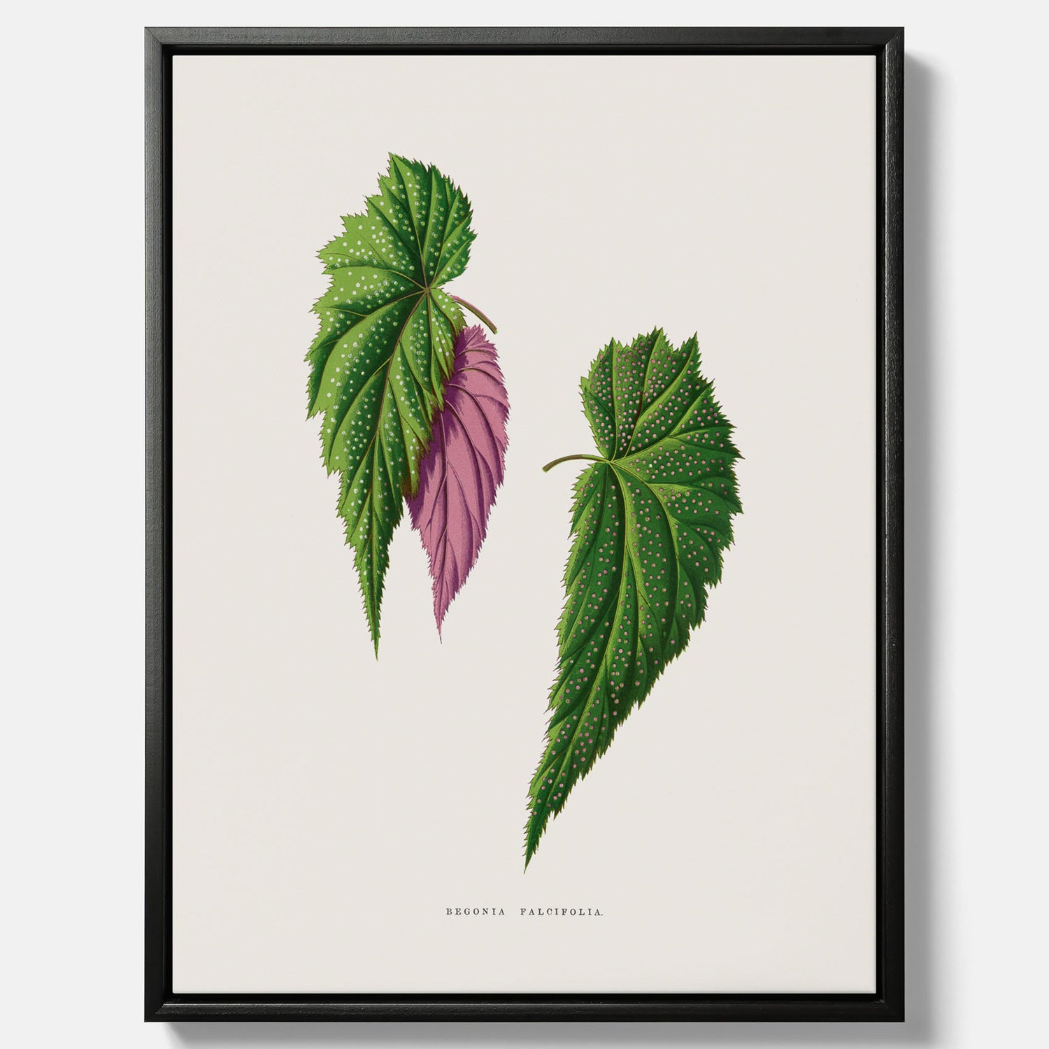 Canvas tavla med en begoniaillustration av Benjamin Fawcett från boken Les Plantes à Feuillage Coloré