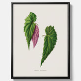 Canvas tavla med en begoniaillustration av Benjamin Fawcett från boken Les Plantes à Feuillage Coloré