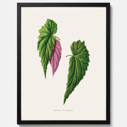 Poster med en begoniaillustration av Benjamin Fawcett från boken Les Plantes à Feuillage Coloré