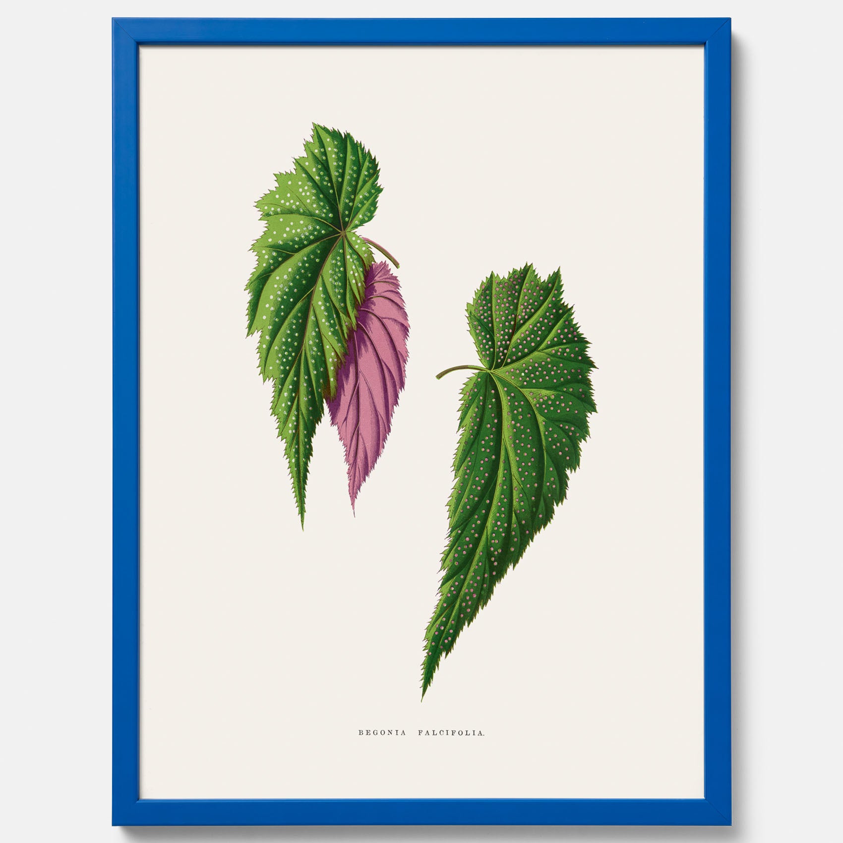 Poster med en begoniaillustration av Benjamin Fawcett från boken Les Plantes à Feuillage Coloré