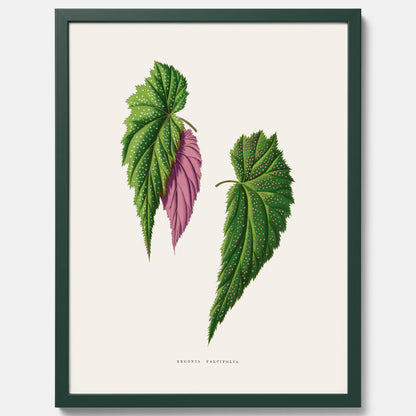 Poster med en begoniaillustration av Benjamin Fawcett från boken Les Plantes à Feuillage Coloré