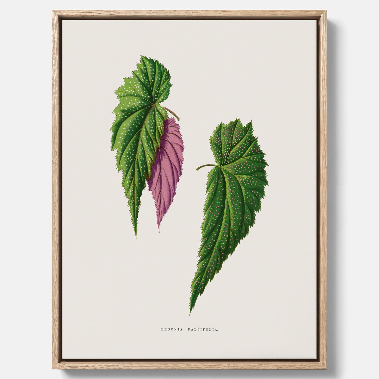 Canvas tavla med en begoniaillustration av Benjamin Fawcett från boken Les Plantes à Feuillage Coloré