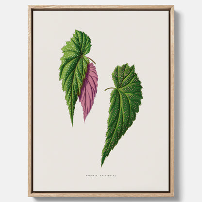Canvas tavla med en begoniaillustration av Benjamin Fawcett från boken Les Plantes à Feuillage Coloré