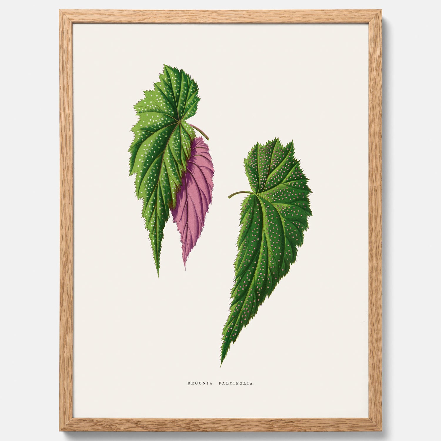 Poster med en begoniaillustration av Benjamin Fawcett från boken Les Plantes à Feuillage Coloré