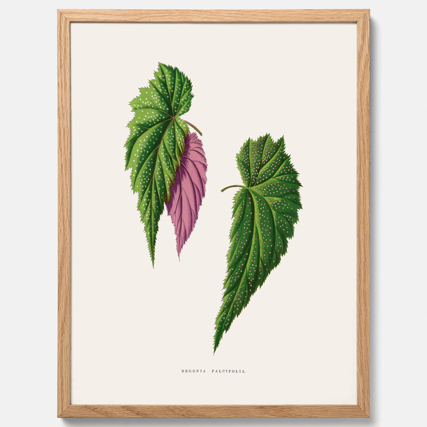 Poster med en begoniaillustration av Benjamin Fawcett från boken Les Plantes à Feuillage Coloré