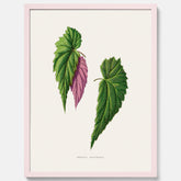 Poster med en begoniaillustration av Benjamin Fawcett från boken Les Plantes à Feuillage Coloré