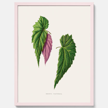 Poster med en begoniaillustration av Benjamin Fawcett från boken Les Plantes à Feuillage Coloré