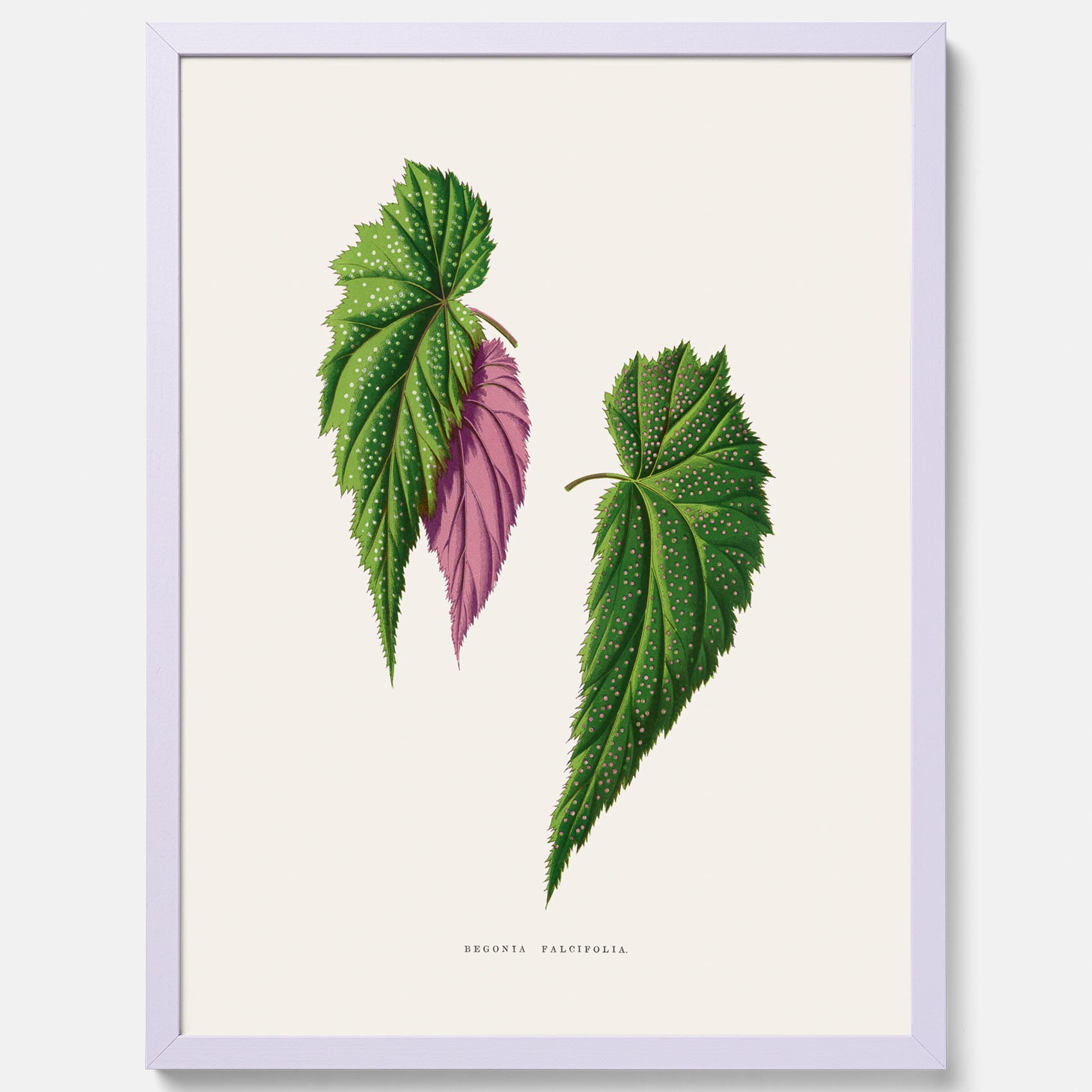 Poster med en begoniaillustration av Benjamin Fawcett från boken Les Plantes à Feuillage Coloré