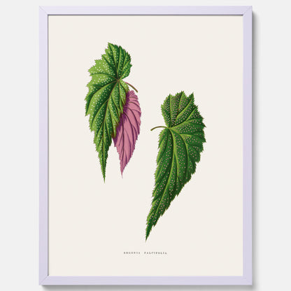 Poster med en begoniaillustration av Benjamin Fawcett från boken Les Plantes à Feuillage Coloré