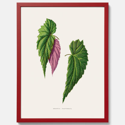 Poster med en begoniaillustration av Benjamin Fawcett från boken Les Plantes à Feuillage Coloré