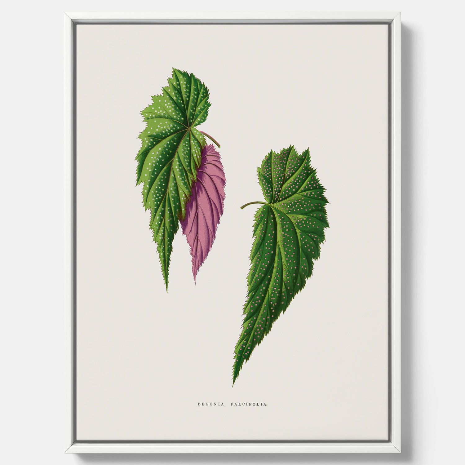 Canvas tavla med en begoniaillustration av Benjamin Fawcett från boken Les Plantes à Feuillage Coloré