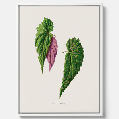 Canvas tavla med en begoniaillustration av Benjamin Fawcett från boken Les Plantes à Feuillage Coloré