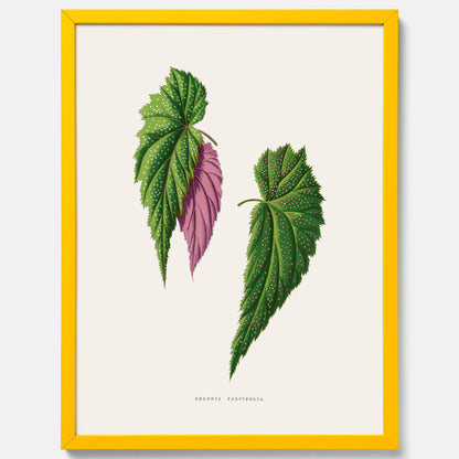 Poster med en begoniaillustration av Benjamin Fawcett från boken Les Plantes à Feuillage Coloré