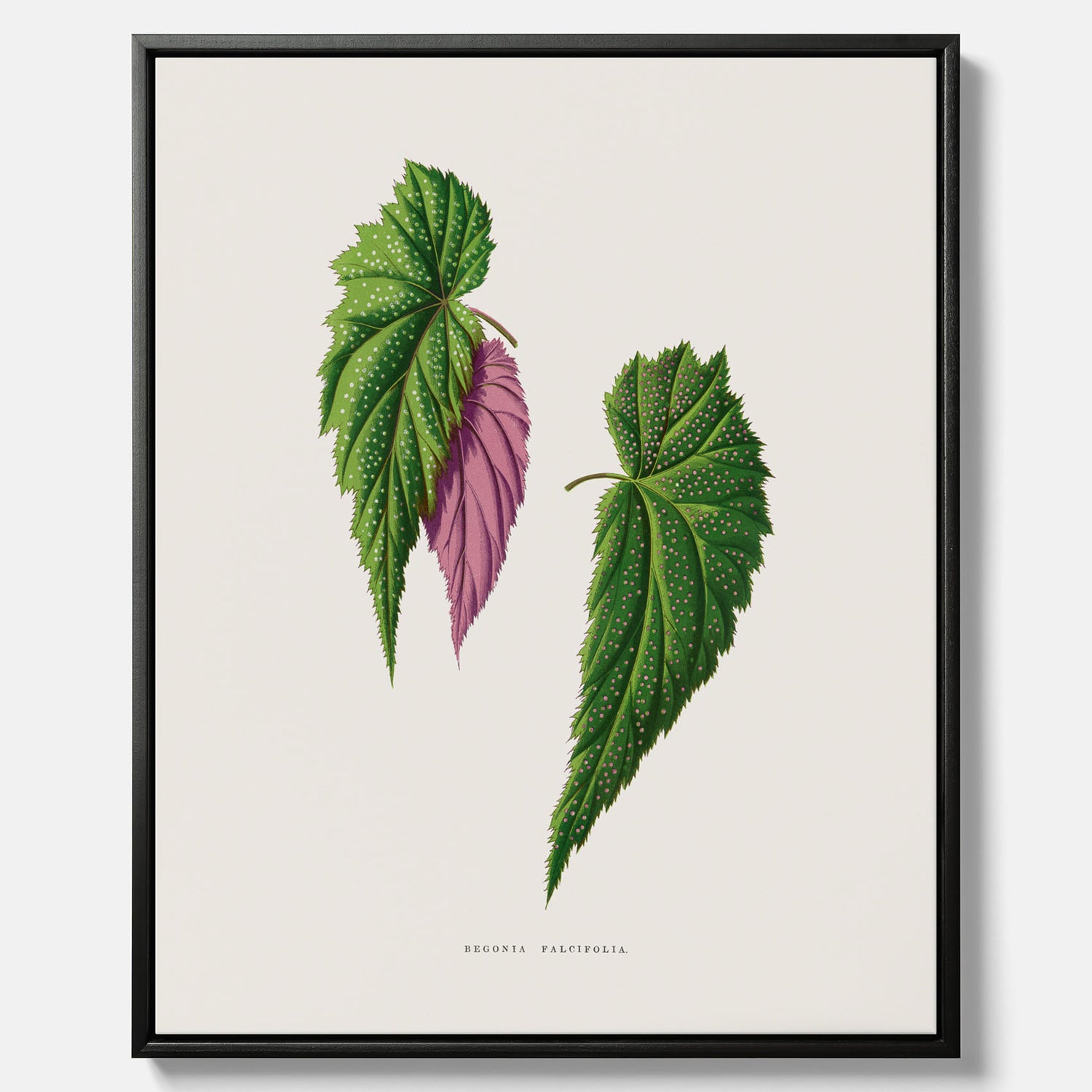 Canvas tavla med en begoniaillustration av Benjamin Fawcett från boken Les Plantes à Feuillage Coloré