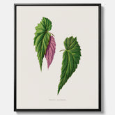 Canvas tavla med en begoniaillustration av Benjamin Fawcett från boken Les Plantes à Feuillage Coloré
