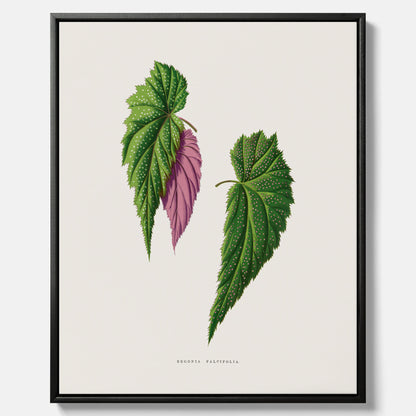 Canvas tavla med en begoniaillustration av Benjamin Fawcett från boken Les Plantes à Feuillage Coloré