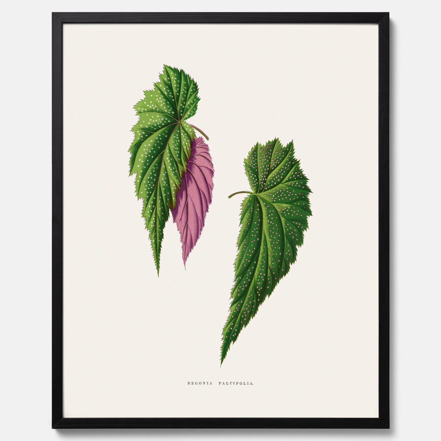 Poster med en begoniaillustration av Benjamin Fawcett från boken Les Plantes à Feuillage Coloré