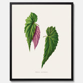 Poster med en begoniaillustration av Benjamin Fawcett från boken Les Plantes à Feuillage Coloré