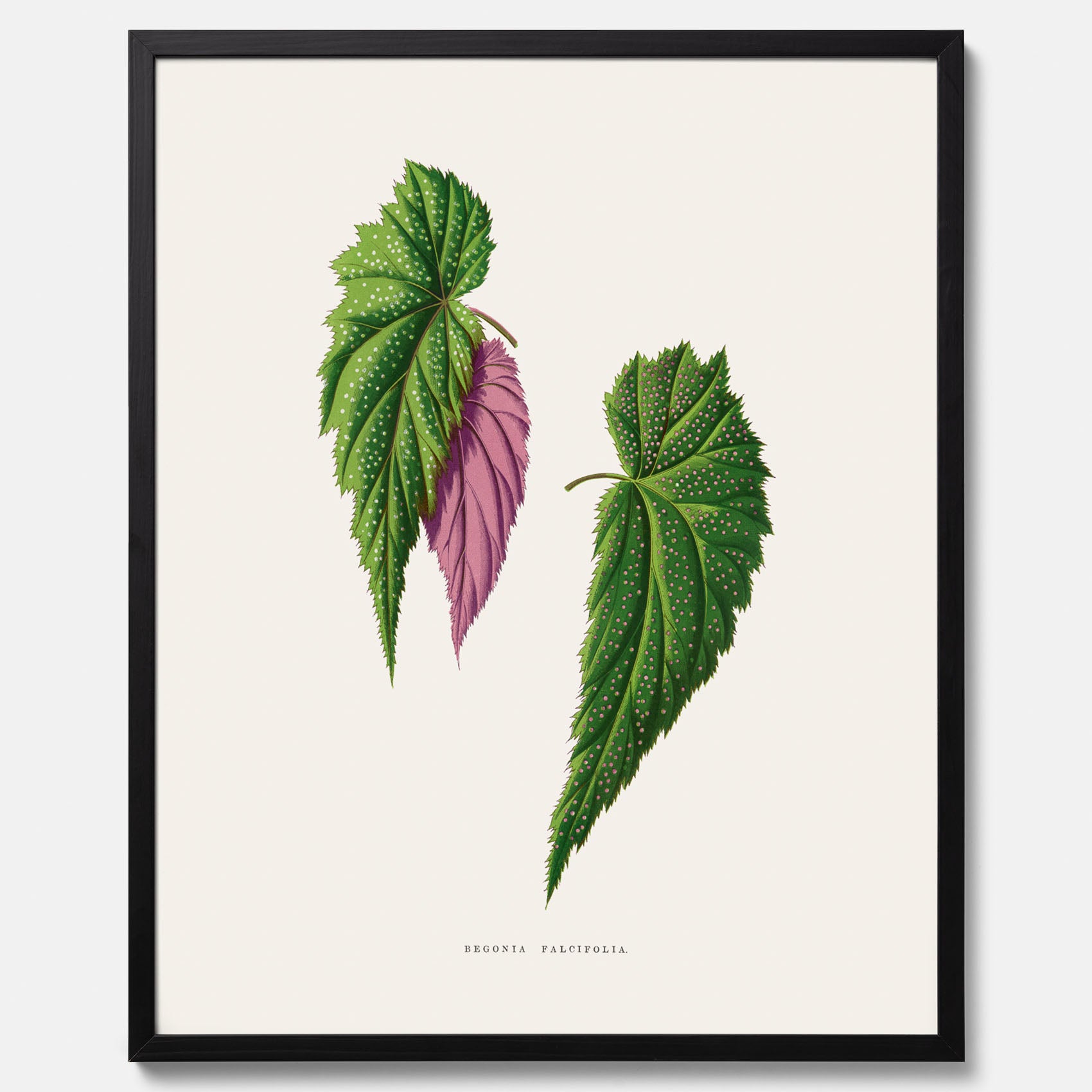 Poster med en begoniaillustration av Benjamin Fawcett från boken Les Plantes à Feuillage Coloré