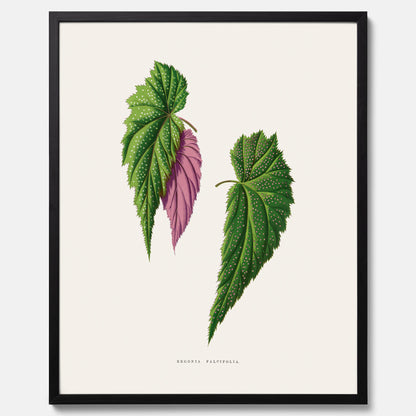 Poster med en begoniaillustration av Benjamin Fawcett från boken Les Plantes à Feuillage Coloré