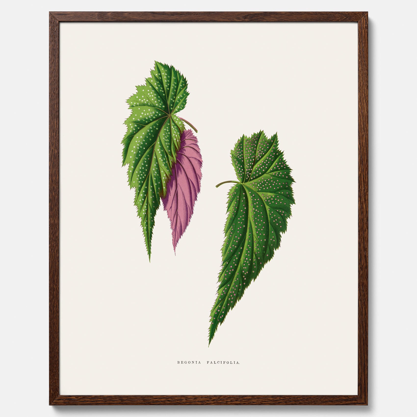 Poster med en begoniaillustration av Benjamin Fawcett från boken Les Plantes à Feuillage Coloré