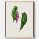 Canvas tavla med en begoniaillustration av Benjamin Fawcett från boken Les Plantes à Feuillage Coloré
