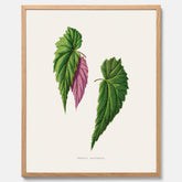 Poster med en begoniaillustration av Benjamin Fawcett från boken Les Plantes à Feuillage Coloré