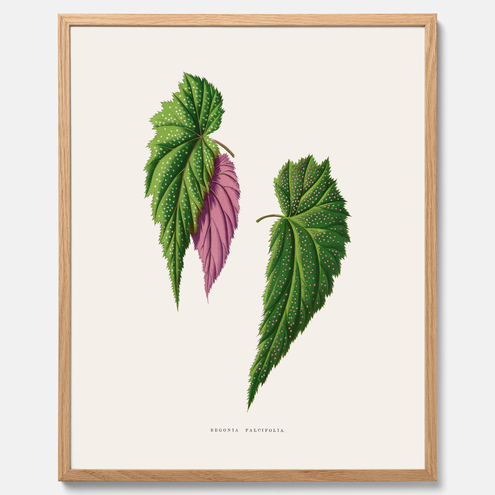Poster med en begoniaillustration av Benjamin Fawcett från boken Les Plantes à Feuillage Coloré