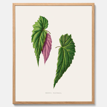 Poster med en begoniaillustration av Benjamin Fawcett från boken Les Plantes à Feuillage Coloré