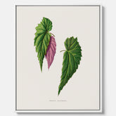 Canvas tavla med en begoniaillustration av Benjamin Fawcett från boken Les Plantes à Feuillage Coloré