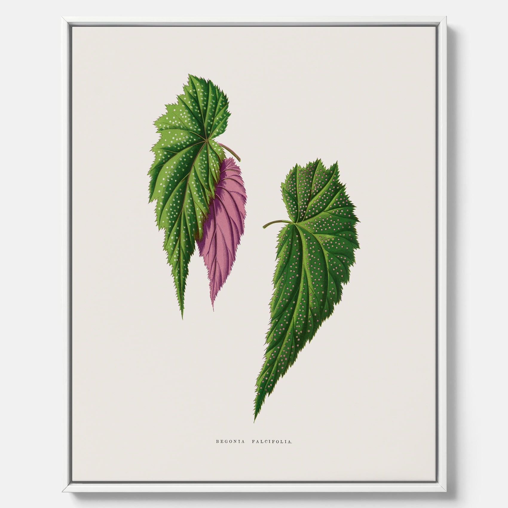 Canvas tavla med en begoniaillustration av Benjamin Fawcett från boken Les Plantes à Feuillage Coloré