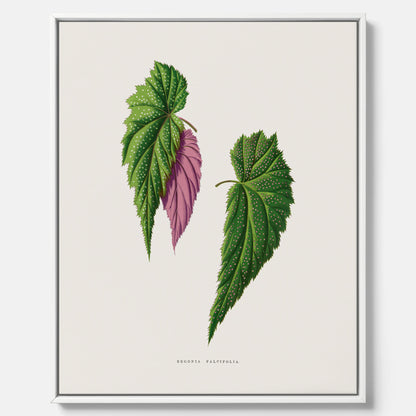 Canvas tavla med en begoniaillustration av Benjamin Fawcett från boken Les Plantes à Feuillage Coloré