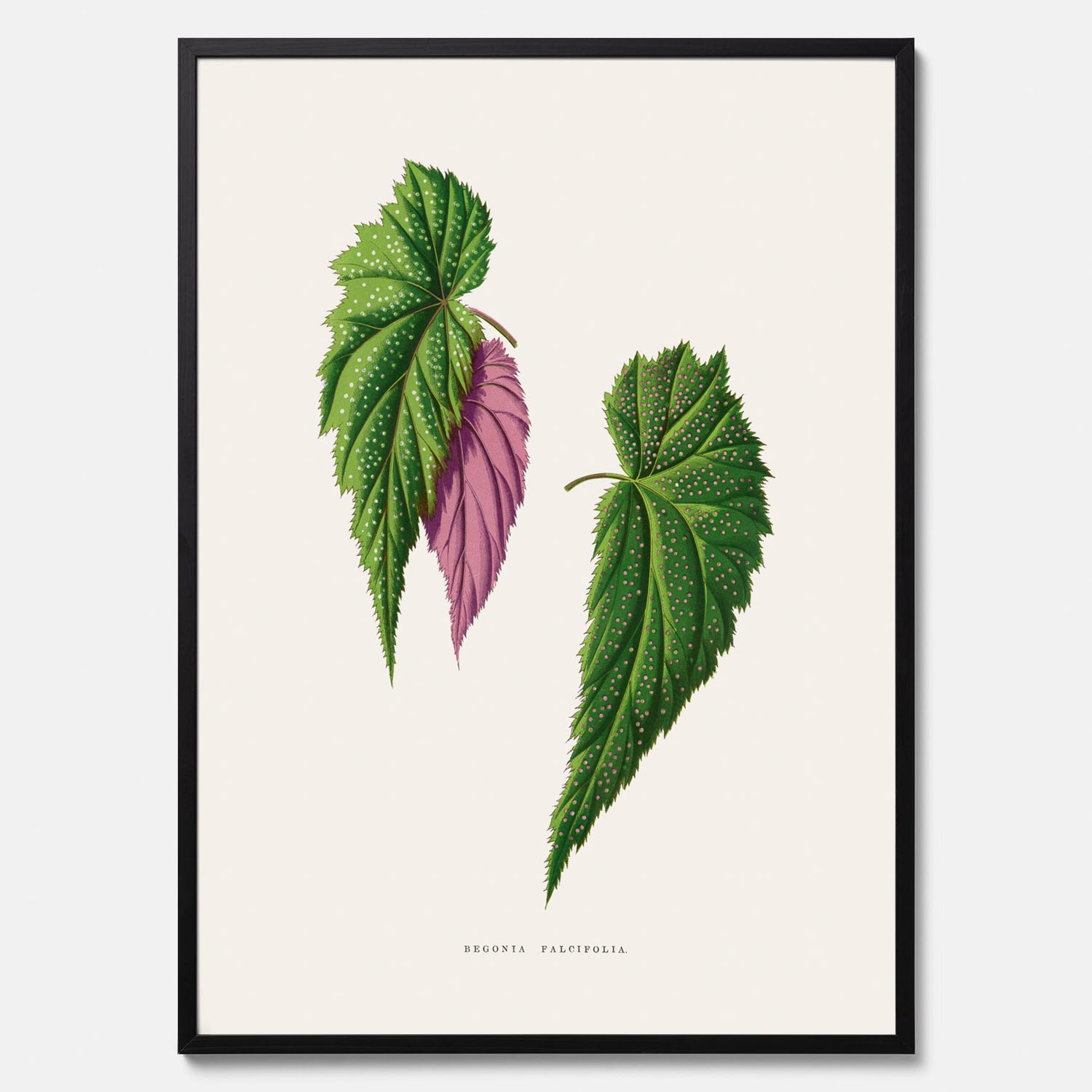 Poster med en begoniaillustration av Benjamin Fawcett från boken Les Plantes à Feuillage Coloré