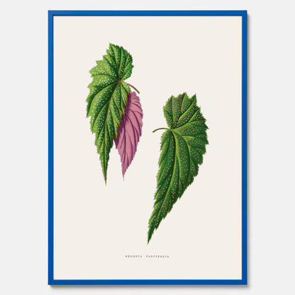 Poster med en begoniaillustration av Benjamin Fawcett från boken Les Plantes à Feuillage Coloré